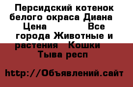 Персидский котенок белого окраса Диана › Цена ­ 40 000 - Все города Животные и растения » Кошки   . Тыва респ.